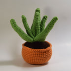 Aloe Plant Pattern + Coloring Page