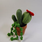 Cactus Garden (made to order)