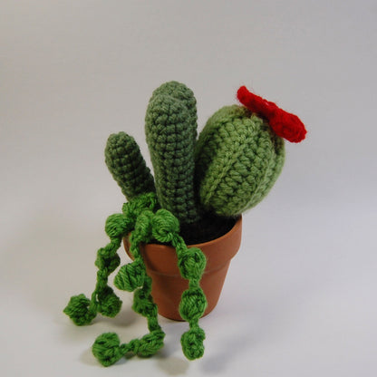 Cactus Garden (made to order)