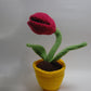 Eyeball Tulip Plant (made to order)